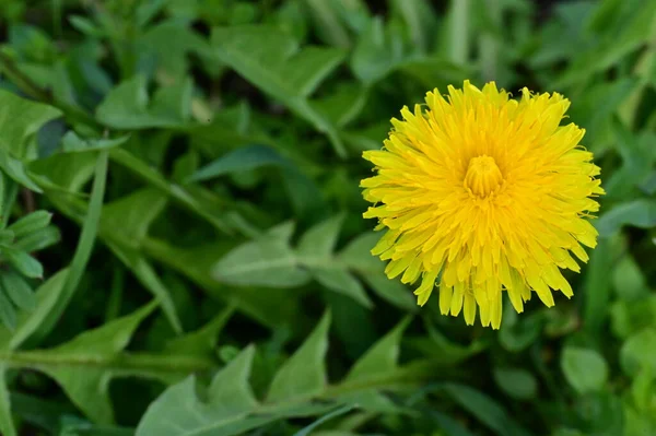Yellow Dandelion Flower Growing Garden — 图库照片