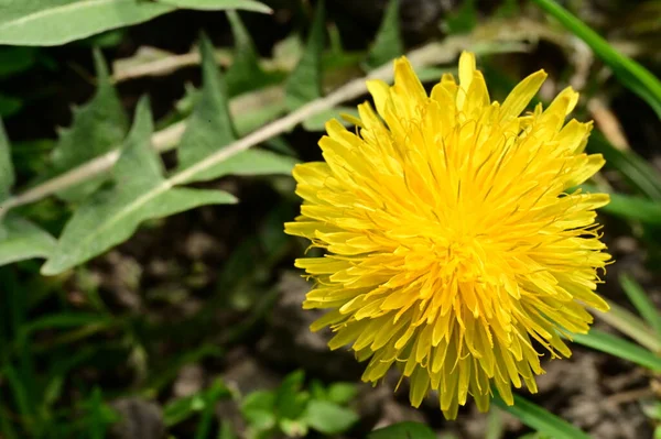 Κίτρινο Λουλούδι Πικραλίδα Που Αναπτύσσεται Στον Κήπο — Φωτογραφία Αρχείου