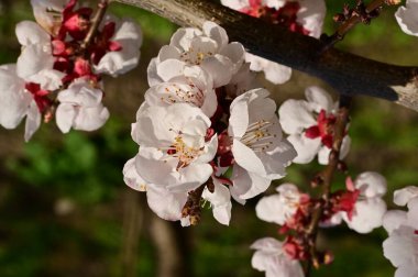 Güzel beyaz çiçekler, elma çiçeği, yakın görüş.