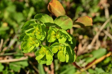 Bahçedeki yeşil çiçekler