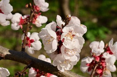 Güzel beyaz çiçekler, elma çiçeği, yakın görüş.