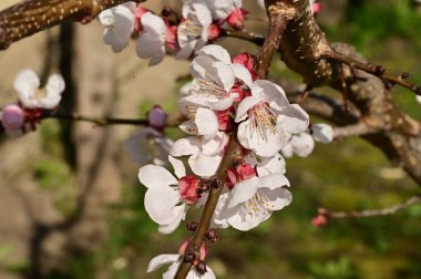 Güzel beyaz çiçekler, elma çiçeği, yakın görüş.