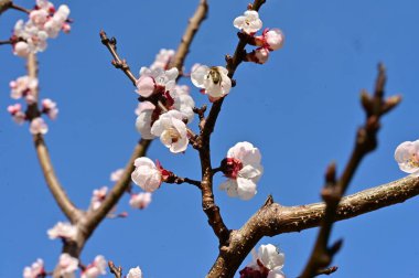 Güzel beyaz çiçekler, mavi arka planda elma çiçeği.