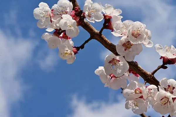 stock image spring blossom,  flowers on the tree  on sky background