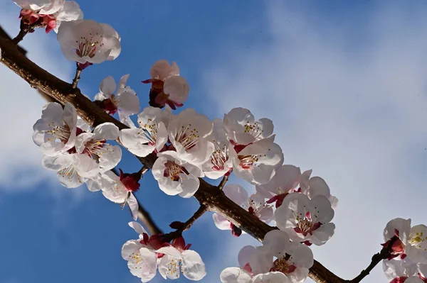 stock image spring blossom,  flowers on the tree  on sky background