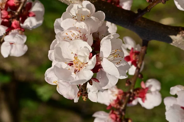 Belles Fleurs Blanches Fleur Pomme Vue Rapprochée — Photo