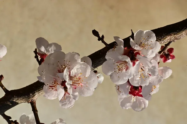 美丽的白花 苹果花 — 图库照片