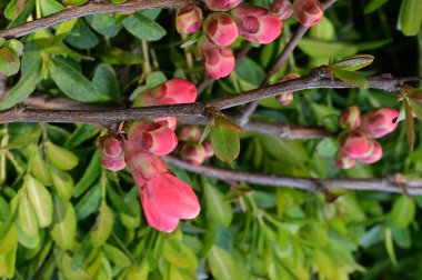 Bahçede güzel bahar pembe çiçekleri