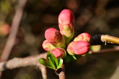 Bahçede güzel bahar pembe çiçekleri
