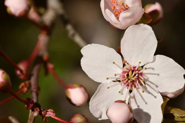 美しい白い花りんごの花を間近で見る — ストック写真