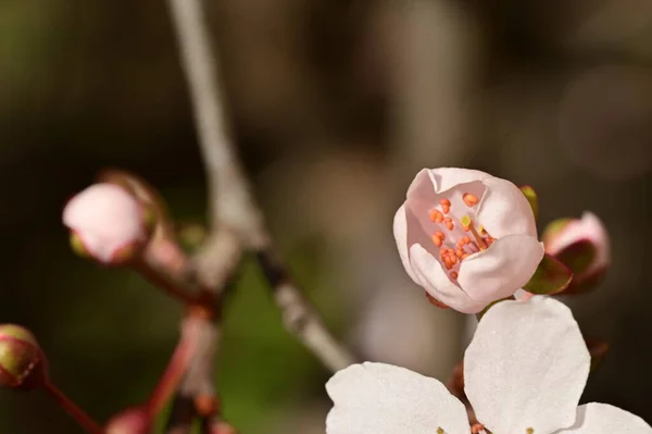 Mooie Witte Bloemen Appelbloesem Close Uitzicht — Stockfoto