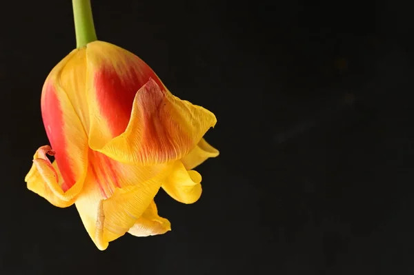 Όμορφη Τουλίπα Λουλούδι Κοντινό Πλάνο — Φωτογραφία Αρχείου