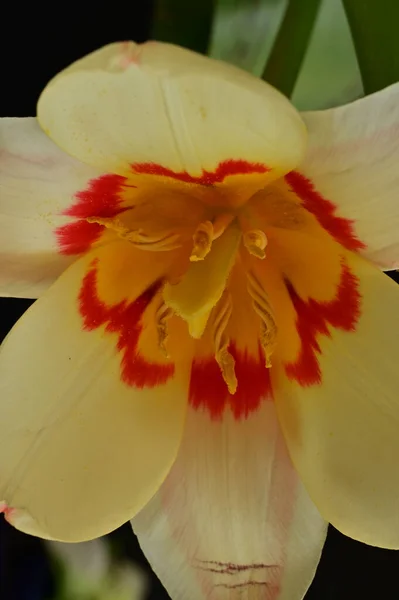 Güzel Lale Çiçek Yakın — Stok fotoğraf