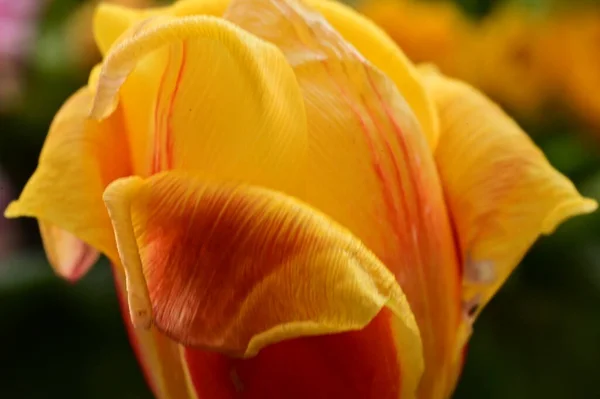 Schöne Tulpenblume Aus Nächster Nähe — Stockfoto