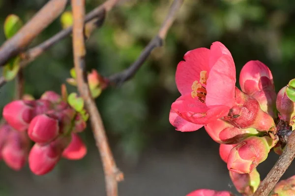Beautiful Spring Pink Flowers Garden — Foto de Stock