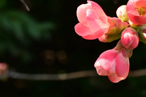 Όμορφα Ανοιξιάτικα Ροζ Λουλούδια Στον Κήπο — Φωτογραφία Αρχείου