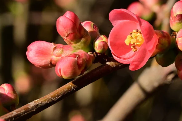 Hermosas Flores Rosadas Primavera Jardín — Foto de Stock