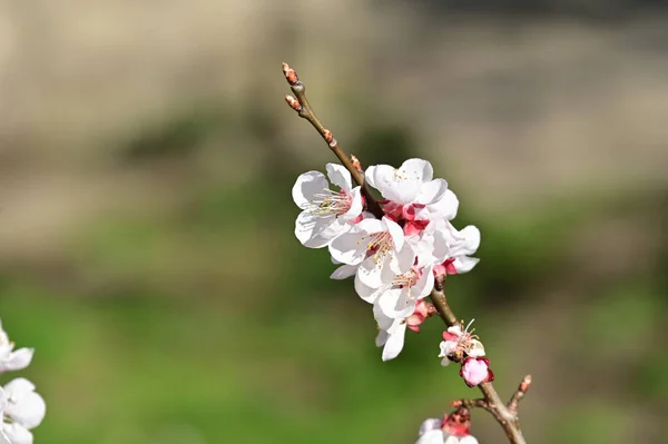 Belles Fleurs Blanches Fleur Pomme Vue Rapprochée — Photo