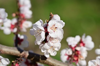 Güzel beyaz çiçekler, elma çiçeği, yakın görüş.