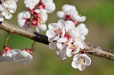 Güzel beyaz çiçekler, elma çiçeği, yakın görüş.