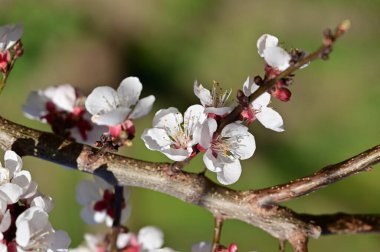 Güzel beyaz çiçekler, elma çiçeği, yakın görüş.