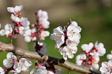 Güzel beyaz çiçekler, elma çiçeği, yakın görüş.