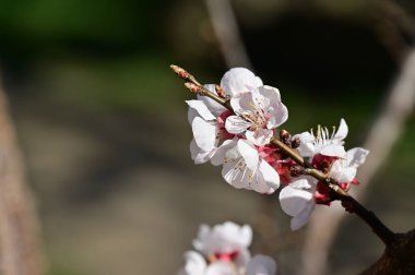 Güzel beyaz çiçekler, elma çiçeği, yakın görüş.