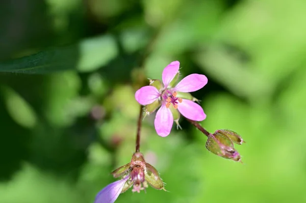 Piękne Fioletowe Małe Kwiaty Ogrodzie — Zdjęcie stockowe