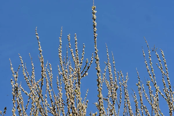 Jarní Vrbové Nadýchané Pupeny Flóra Listoví Koncepce — Stock fotografie