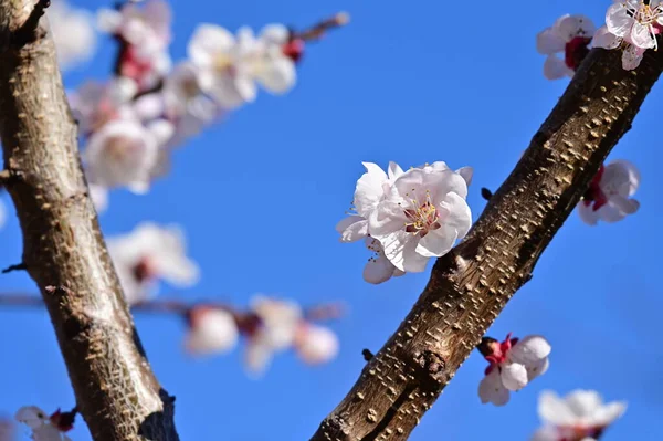 stock image beautiful white flowers, apple blossom on blue sky background