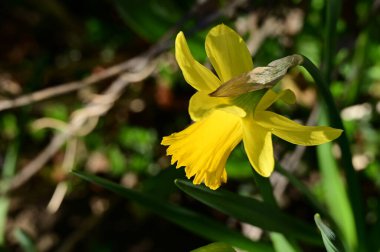 Bahçedeki sarı nergis çiçeği