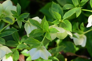 Bahçedeki güzel beyaz çiçekler