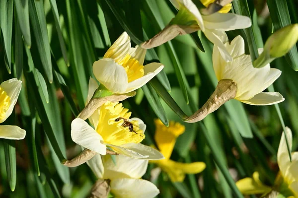 Beautiful Daffodils Spring Background — ストック写真
