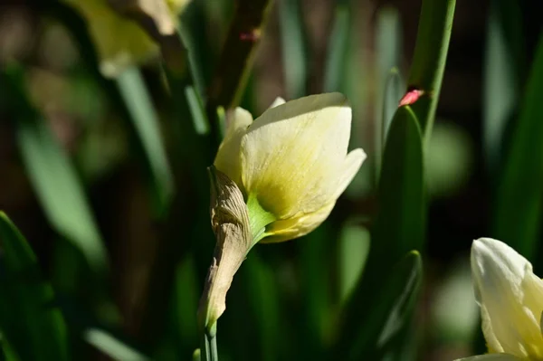 Flor Narciso Amarillo Jardín — Foto de Stock