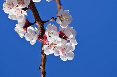 Güzel beyaz çiçekler, mavi arka planda elma çiçeği.