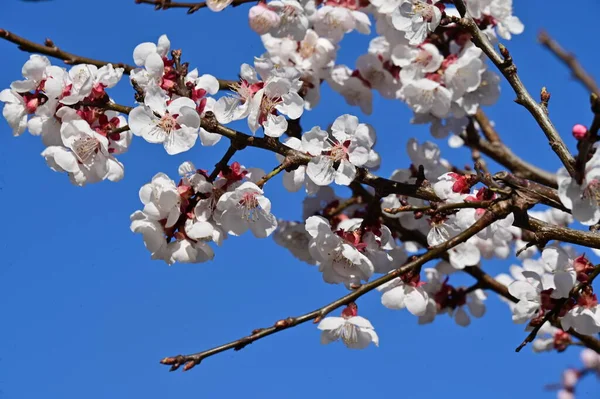 stock image beautiful white flowers, apple blossom on blue sky background