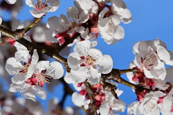 stock image beautiful white flowers, apple blossom on blue sky background