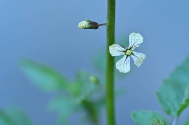 beautiful spring  flower in garden 