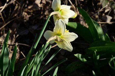 beautiful daffodils, spring background.