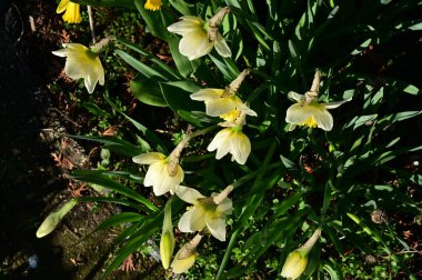beautiful daffodils, spring background.
