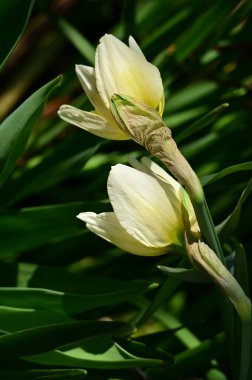 beautiful daffodils, spring background.