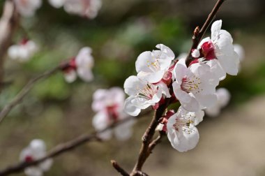 Güzel beyaz çiçekler, elma çiçeği, yakın görüş.