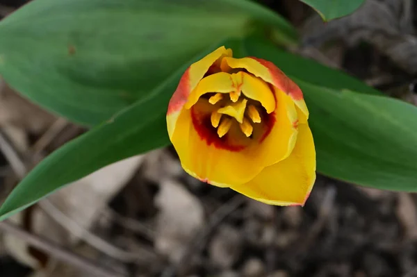 美しいチューリップの花クローズ アップ — ストック写真