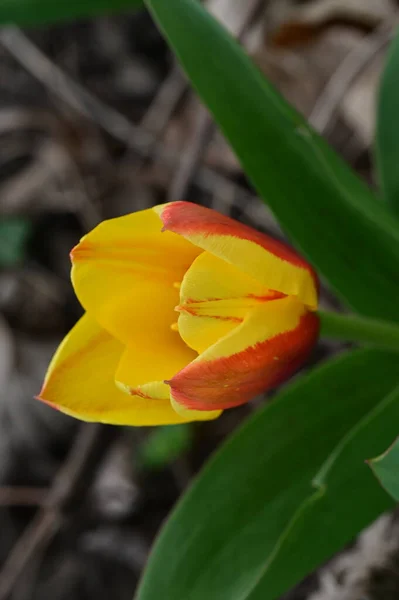 stock image beautiful tulip  flower, close up