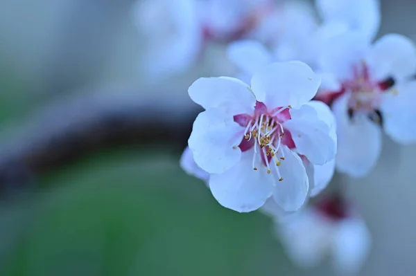 Belles Fleurs Blanches Fleur Pomme — Photo