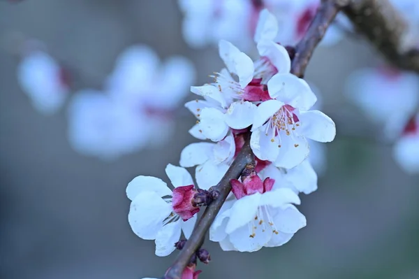 Belles Fleurs Blanches Fleur Pomme — Photo