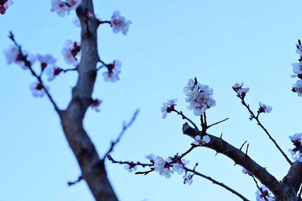 stock image beautiful white flowers, apple blossom 