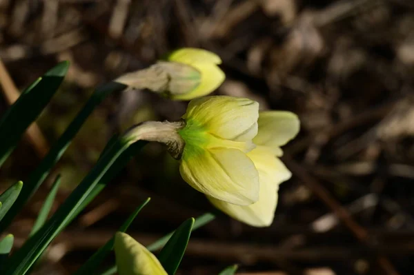 stock image beautiful daffodils, spring background.