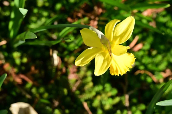 Flor Narciso Amarillo Jardín —  Fotos de Stock