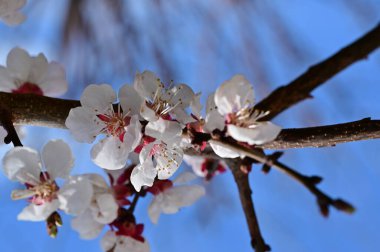 Güzel beyaz çiçekler, elma çiçeği, yakın görüş.